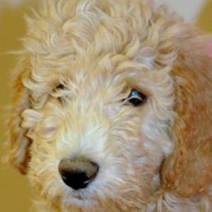 Meet your Posher, Lottie